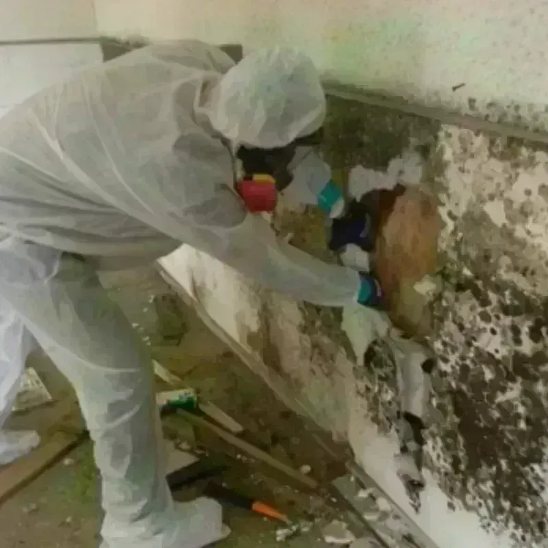 Mold Remediation and Removal in Concord, MO